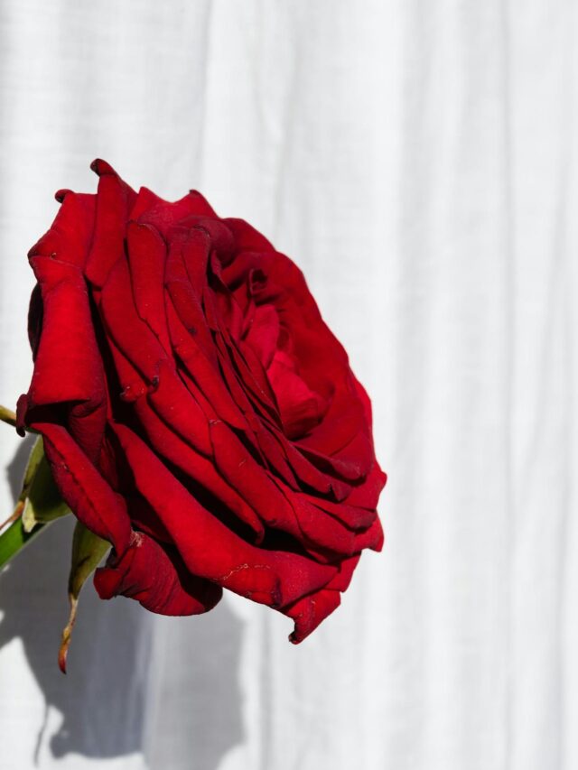 7 Thoughtful & Heartwarming Custom Valentine’s Day Gifts