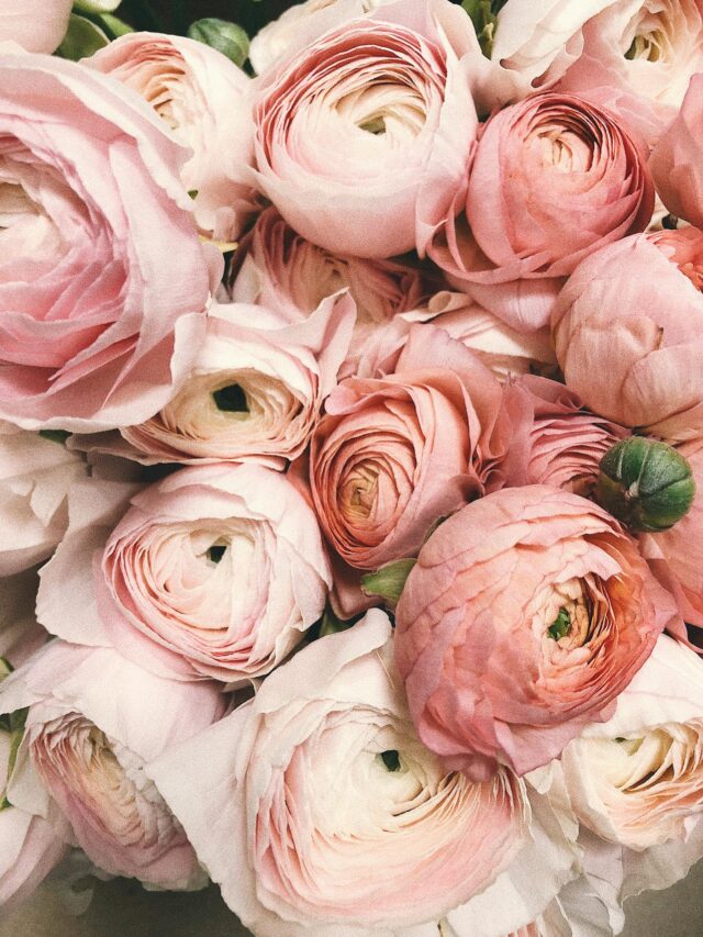 7 Days of Love: Celebrate Valentine’s Week in Style!