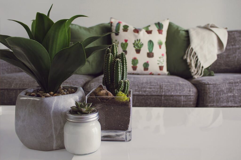 Indoor plants placed on a center table in a living area with a grey couch and decorative cushions, styled with Westside Home Decor.